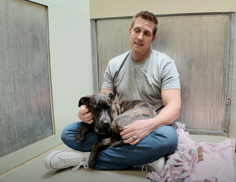 Sitting with dogs 81